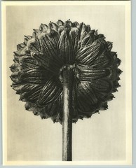 1942 Original BOTANICAL PLANT Brass Buttons Flower Photo Art KARL BLOSSFELDT