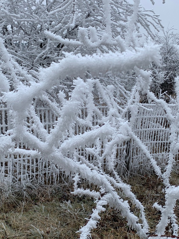 Winter Frost Landscape – Frozen Fence & Trees – Nature Photography JPEG#1005
