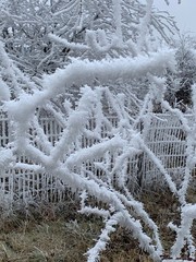 Winter Frost Landscape – Frozen Fence & Trees – Nature Photography JPEG#1005