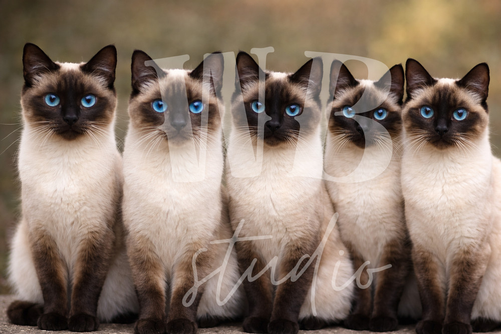 Photo Digital Product Wallpaper Image Picture Background for a print Siamese cat