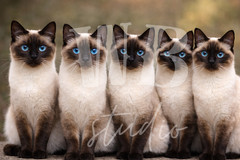 Photo Digital Product Wallpaper Image Picture Background for a print Siamese cat