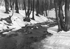 spring in forest, landscape, Eduard PEZDIKA, vintage fine art negative! 1933, 19