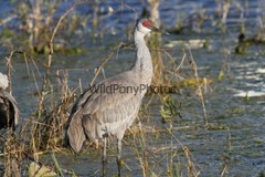 Sandhill Crane Photo, Pick One Image – Various Sizes
