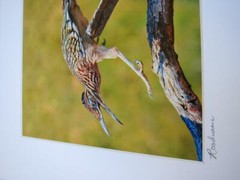 Roadrunner Joshua Tree California 8×10 Photograph signed Brian Blackwelder – #53