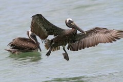 Brown Pelican Photo, Pick One Image – Various Sizes
