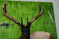 Bull Elk in Meadow «Velvet» 16″ x 20″ Mounted Wildlife Photo by Kim Barry