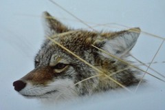 COYOTE UP TO HIS NECK IN SNOW Original Photograph by James T. Jones 1985 Framed