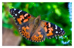 Painted Lady Butterfly Digital Photo Print 11×17