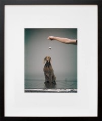 WILLIAM WEGMAN ‘Hypno’, 1988/2022 SIGNED Ltd. Ed. Color Dog Photograph 10″ x 8″