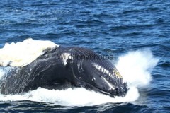 Whales or Dolphins Photo, Pick One Image – Various Sizes