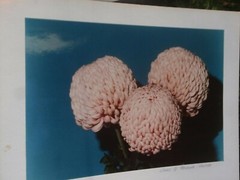 LOT OF 3 ORIGINAL COLOR PHOTOGRAPHS OF PLANTS FLOWERS 14.5 X 10.25 INCHES