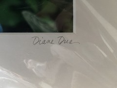 Diane Dre Signed Matted Color Landscape Photograph «Blue Feather Hydrangea»