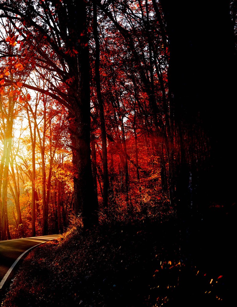 LANDSCAPES 8.5×11 or 13X19 BORDERLESS GLOSSY PRINT (FREE SHIPPING)