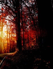 LANDSCAPES 8.5×11 or 13X19 BORDERLESS GLOSSY PRINT (FREE SHIPPING)