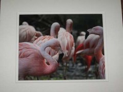 Chilean Flamingo Photograph, South American Wildlife, Louisville Zoo, Matted