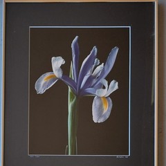 Nick Zungoli Iris 1984 Signed Ltd Ed Photo Print 7/300 Framed Fine Art 16×20