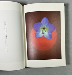 Masami Mori Graceful Flower Still Life Japanese Color Photograph