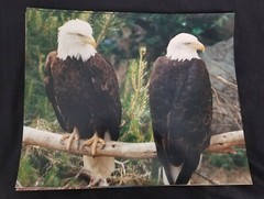 Stunning Bald Eagle Pair Photograph: 16″ x 20″: Very Detailed with Rich Coloring