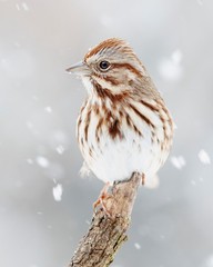 Song Sparrow in Snow 8×10 8″x10″ Photograph Print