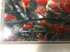 Mervin D Coleman Waxwing Frenzy Image Coleman Gallery Studio Red Lodge Montana