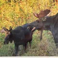 Moose Call Photo Signed Framed & Numbered 30/500 Willie Holdman FoundArtShop