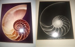 William A. Conklin X-Ray & Color Photo Diptych Chambered Nautilus