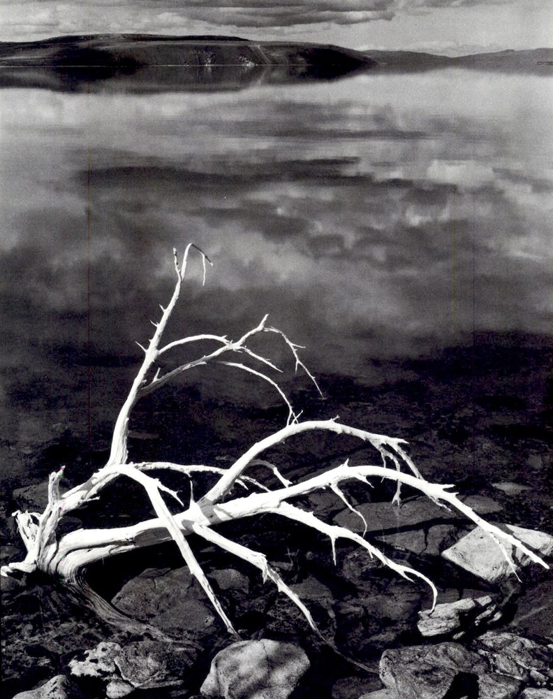 1972 1950 Ansel Adams White Branches Mono Lake California Art Photo