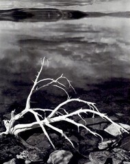 1972 1950 Ansel Adams White Branches Mono Lake California Art Photo