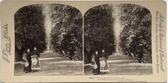 Vintage Stereo Photo 1897 Tirage Original Allée Ulriksdal