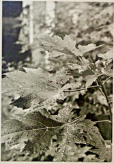 Lot of 3 B&W Photos- Unframed Matted- Forest Water Ice Wood Trees – c1970