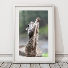 Cute Squirrel Praying Close Up Photo Wall Print, Wildlife Nature Photography