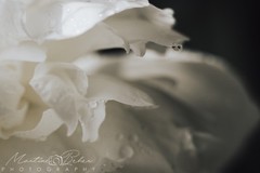 Pink Rose II with Dew Drops Wall Art Print Various Sizes Fine Art Photography