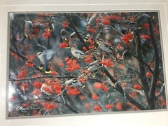 Mervin D Coleman Waxwing Frenzy Image Coleman Gallery Studio Red Lodge Montana