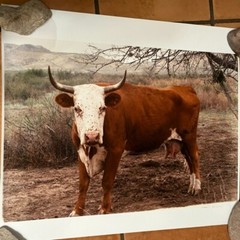 Janine Gordon Photograph 20×24″ C-print Edition Cow Bull Marfa Texas Signed