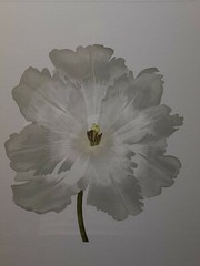 William Stafford Numbered Limited Edition Framed Art – White Tulips