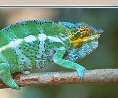 Thomas D Mangelsen Signed/Numbered 114/1200 Nature Photo Chameleon Lizard 14×20”