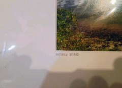 Matthieu Ricard France Om Mani Padme Houng #91 YellowKorner Certified Photograph