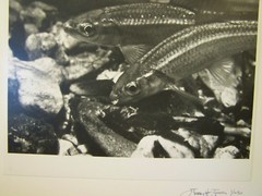 FINE ART PHOTOGRAPH No 1 OF 250 – UNDERWATER AQUATIC LIFE PIC by JERRY H JONES