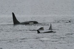 Whales or Dolphins Photo, Pick One Image – Various Sizes