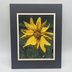 Matted Yellow Flower Photo Print 11 X 14 Wall Art Gallery Decor