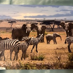 Paul Gruner elephant & zebra safari Metal Art Signed