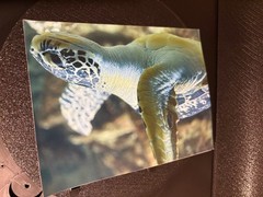 Vienna Sea Turtle Photograph Print 📸 Vinyl Sticker or Regular Glossy 5×7