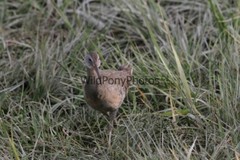 Clapper Rail Photo- Pick one Image – Various Sizes