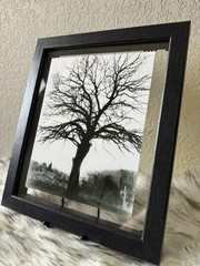 Beautifully captured black & white tree at a park in El Paso Texas
