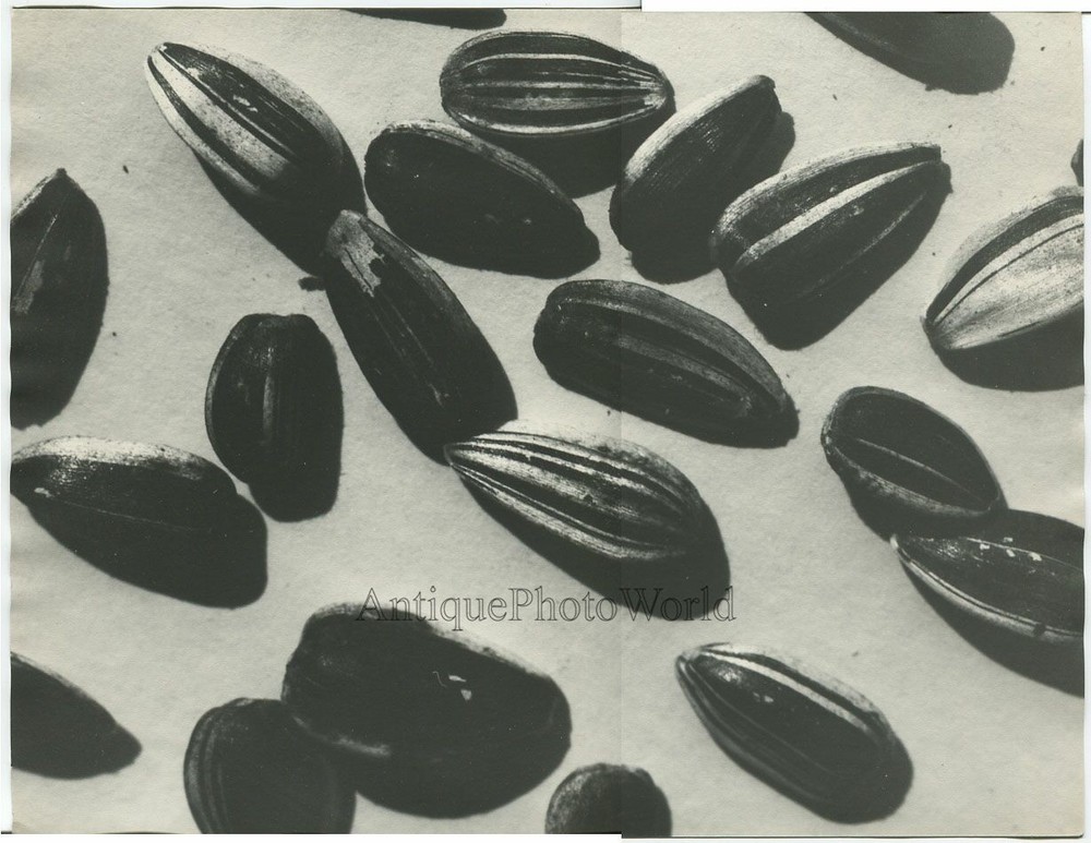 Sunflower seeds vintage art photo