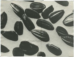 Sunflower seeds vintage art photo