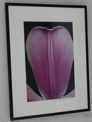 ARTIST PHOTOGRAPHER SIGNED AMALIA ELENA VERALLI PHOTO BOTANICAL TULIP PETAL 2002