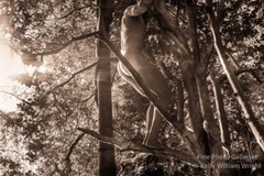Original Male Nude KELLY WILLIAM WRIGHT Song Of The Trees #14 Art Photo 9×13