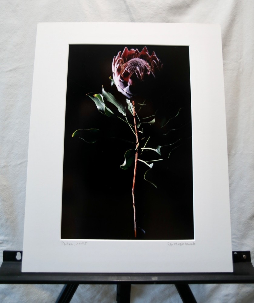 Original Photography Art Print «Protea»