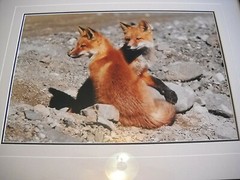 THOMAS MANGELSEN PHOTO «TWO FOXES»-1985-LTD. EDITION 51/950-FRAMED/PAPERWORK-VG